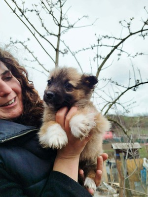Maya möchte gerne das Hunde 1x1 lernen, Mischling Welpen - Hündin