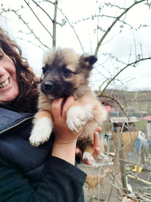 Maya möchte gerne das Hunde 1x1 lernen, Mischling Welpen - Hündin