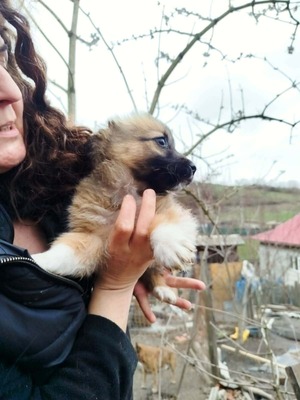 Maya möchte gerne das Hunde 1x1 lernen, Mischling Welpen - Hündin