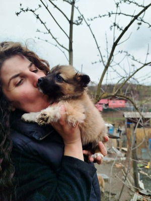 Maya möchte gerne das Hunde 1x1 lernen, Mischling Welpen - Hündin