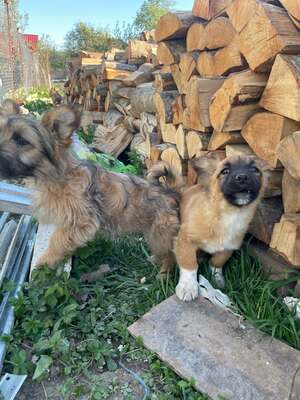 Maya möchte gerne das Hunde 1x1 lernen, Mischling Welpen - Hündin