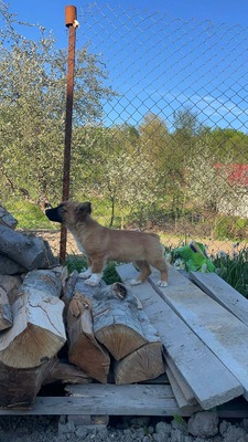 Maya möchte gerne das Hunde 1x1 lernen, Mischling Welpen - Hündin