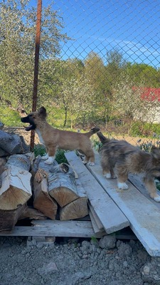 Maya möchte gerne das Hunde 1x1 lernen, Mischling Welpen - Hündin
