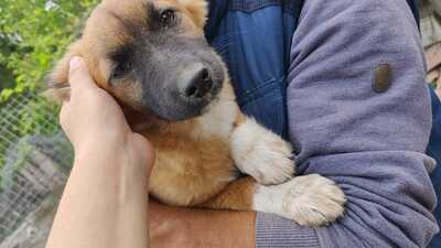 Maya möchte gerne das Hunde 1x1 lernen, Mischling Welpen - Hündin