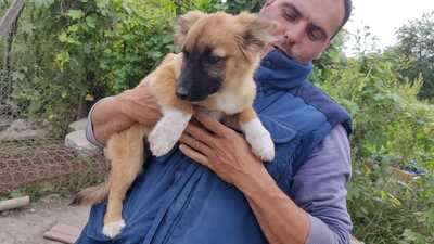 Maya möchte gerne das Hunde 1x1 lernen, Mischling Welpen - Hündin
