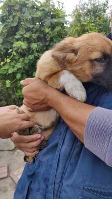 Maya möchte gerne das Hunde 1x1 lernen, Mischling Welpen - Hündin