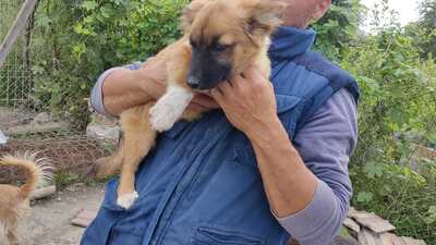 Maya möchte gerne das Hunde 1x1 lernen, Mischling Welpen - Hündin