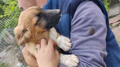 Maya möchte gerne das Hunde 1x1 lernen, Mischling Welpen - Hündin