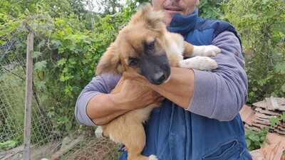 Maya möchte gerne das Hunde 1x1 lernen, Mischling Welpen - Hündin