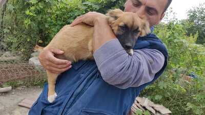 Maya möchte gerne das Hunde 1x1 lernen, Mischling Welpen - Hündin