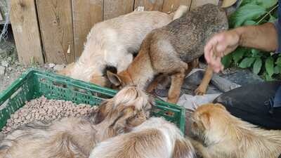 Maya möchte gerne das Hunde 1x1 lernen, Mischling Welpen - Hündin