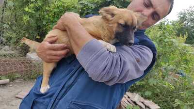 Maya möchte gerne das Hunde 1x1 lernen, Mischling Welpen - Hündin