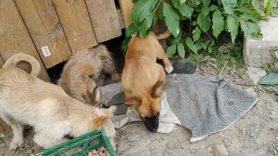 Maya möchte gerne das Hunde 1x1 lernen, Mischling Welpen - Hündin