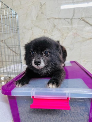 🌹 Mayberry - Hündin - unkompliziert, sozial, aktiv und liebenswert, Spitz-Mix - Hündin