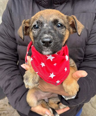 Mayla, Mischling Welpen - Hündin