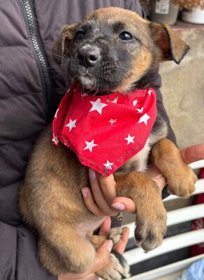 Mayla, Mischling Welpen - Hündin