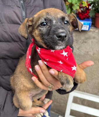 Mayla, Mischling Welpen - Hündin