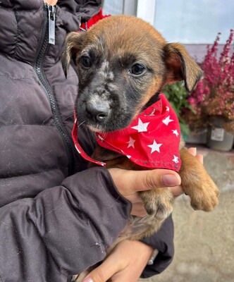 Mayla, Mischling Welpen - Hündin