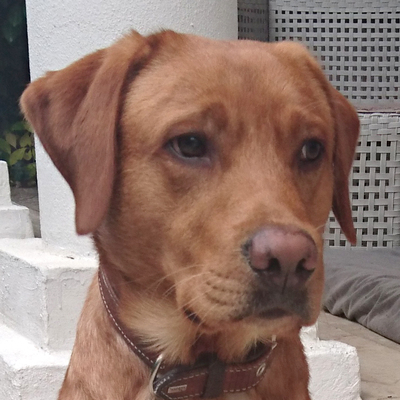 Maylo, Labrador - Rüde