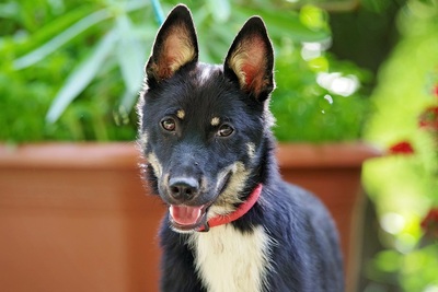 Maylo, Mischling Welpen - Rüde