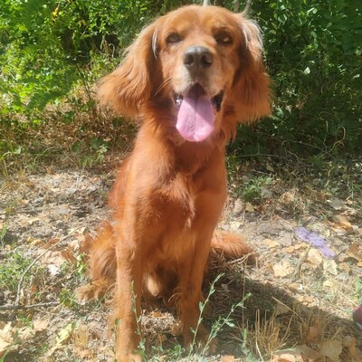💥 Maylo Spaniel Cocker- Irisch Setter Mischling ist seinen Menschen gegenüber treu und liebevoll 💥, Spaniel Cocker- Irisch Setter Mischling - Rüde