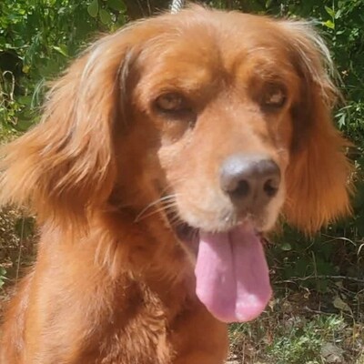 💥 Maylo Spaniel Cocker- Irisch Setter Mischling ist seinen Menschen gegenüber treu und liebevoll 💥, Spaniel Cocker- Irisch Setter Mischling - Rüde