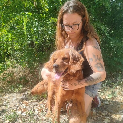 💥 Maylo Spaniel Cocker- Irisch Setter Mischling ist seinen Menschen gegenüber treu und liebevoll 💥, Spaniel Cocker- Irisch Setter Mischling - Rüde