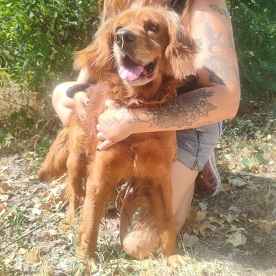 💥 Maylo Spaniel Cocker- Irisch Setter Mischling ist seinen Menschen gegenüber treu und liebevoll 💥, Spaniel Cocker- Irisch Setter Mischling - Rüde