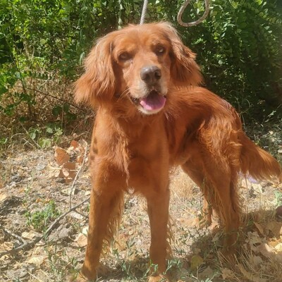 💥 Maylo Spaniel Cocker- Irisch Setter Mischling ist seinen Menschen gegenüber treu und liebevoll 💥, Spaniel Cocker- Irisch Setter Mischling - Rüde