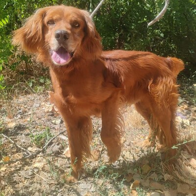 💥 Maylo Spaniel Cocker- Irisch Setter Mischling ist seinen Menschen gegenüber treu und liebevoll 💥, Spaniel Cocker- Irisch Setter Mischling - Rüde