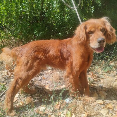 💥 Maylo Spaniel Cocker- Irisch Setter Mischling ist seinen Menschen gegenüber treu und liebevoll 💥, Spaniel Cocker- Irisch Setter Mischling - Rüde