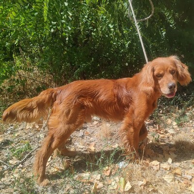 💥 Maylo Spaniel Cocker- Irisch Setter Mischling ist seinen Menschen gegenüber treu und liebevoll 💥, Spaniel Cocker- Irisch Setter Mischling - Rüde