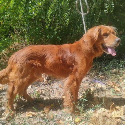 💥 Maylo Spaniel Cocker- Irisch Setter Mischling ist seinen Menschen gegenüber treu und liebevoll 💥, Spaniel Cocker- Irisch Setter Mischling - Rüde