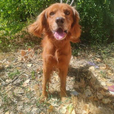 💥 Maylo Spaniel Cocker- Irisch Setter Mischling ist seinen Menschen gegenüber treu und liebevoll 💥, Spaniel Cocker- Irisch Setter Mischling - Rüde