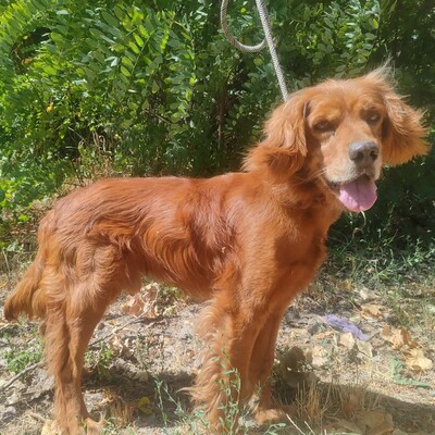 💥 Maylo Spaniel Cocker- Irisch Setter Mischling ist seinen Menschen gegenüber treu und liebevoll 💥, Spaniel Cocker- Irisch Setter Mischling - Rüde