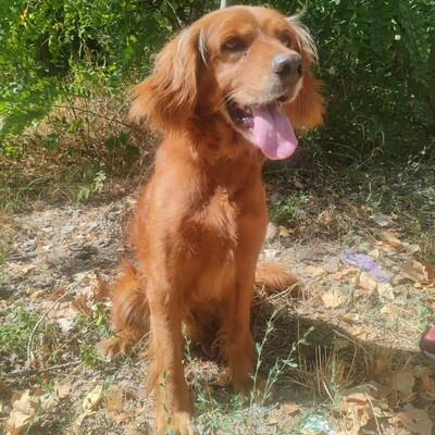 💥 Maylo Spaniel Cocker- Irisch Setter Mischling ist seinen Menschen gegenüber treu und liebevoll 💥, Spaniel Cocker- Irisch Setter Mischling - Rüde