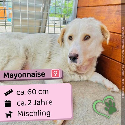 💐 Mayonnaise - Slowakei (ZM) Mischling Hündin - freundlich, Mischling - Hündin