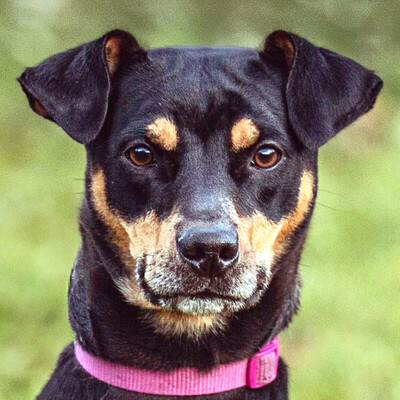 Mayra, Mischling - Hündin