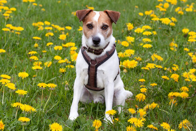 McBruno, Jack Russel Terrier - Rüde
