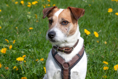McBruno, Jack Russel Terrier - Rüde