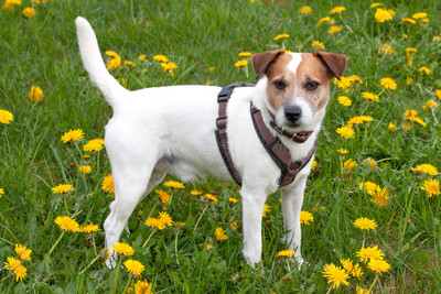 McBruno, Jack Russel Terrier - Rüde