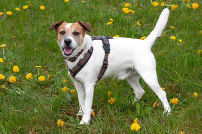 McBruno, Jack Russel Terrier - Rüde