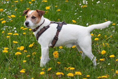McBruno, Jack Russel Terrier - Rüde