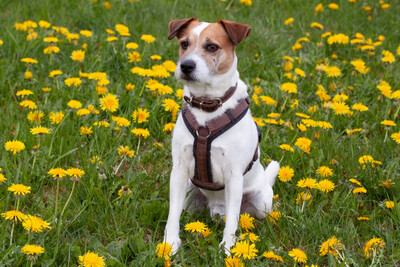 McBruno, Jack Russel Terrier - Rüde