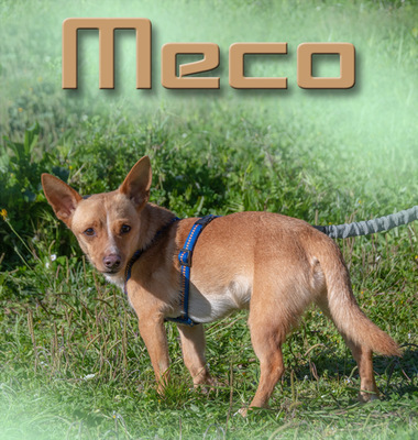 Meco – ruhig und lieb, Mischling - Rüde