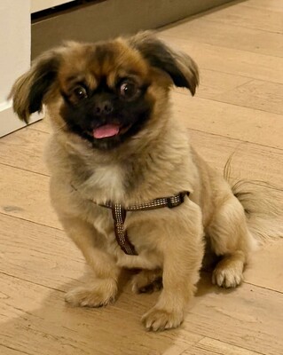 Meda, Pekinese - Rüde