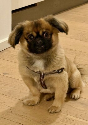 Meda, Pekinese - Rüde