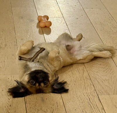 Meda, Pekinese - Rüde