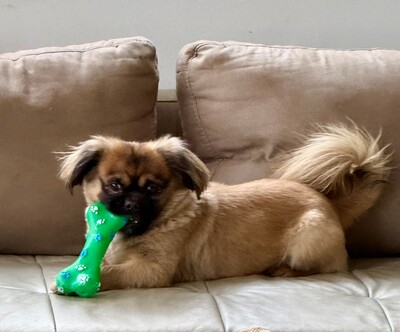 Meda, Pekinese - Rüde