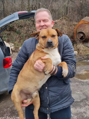 Meddo möchte Teil IHRER Familie werden, Mischling - Rüde